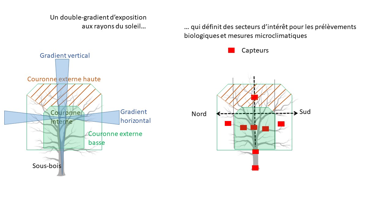 schéma montrant le positionnement des capteurs dans la canopée