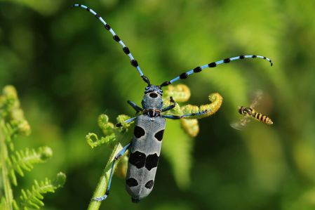 Insecte Rosalia alpina et syrphe @N. Gouix