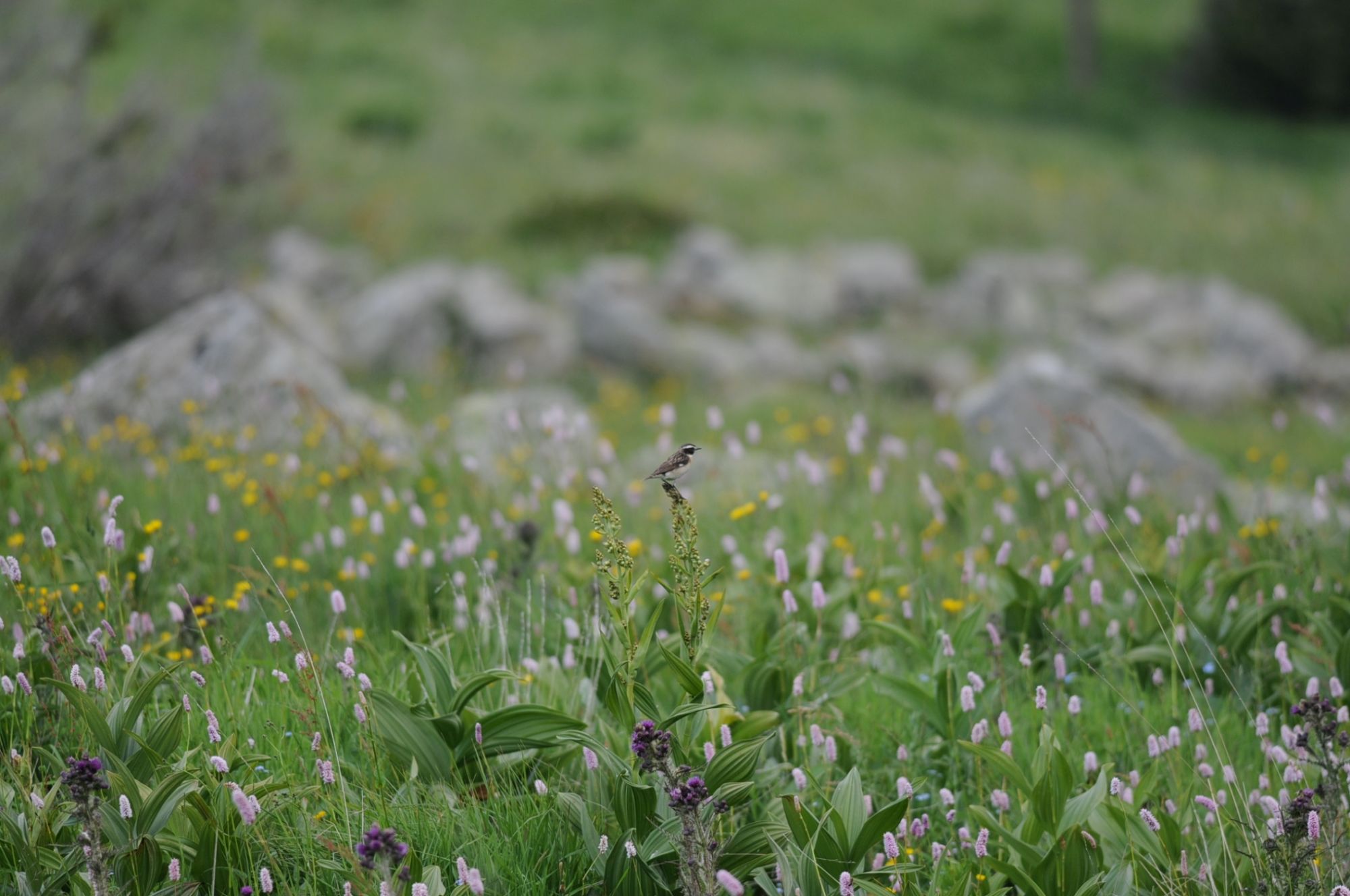 Tarier des prés dans une prairie de renouée bistorte et gentiane jaune @luc Barbaro