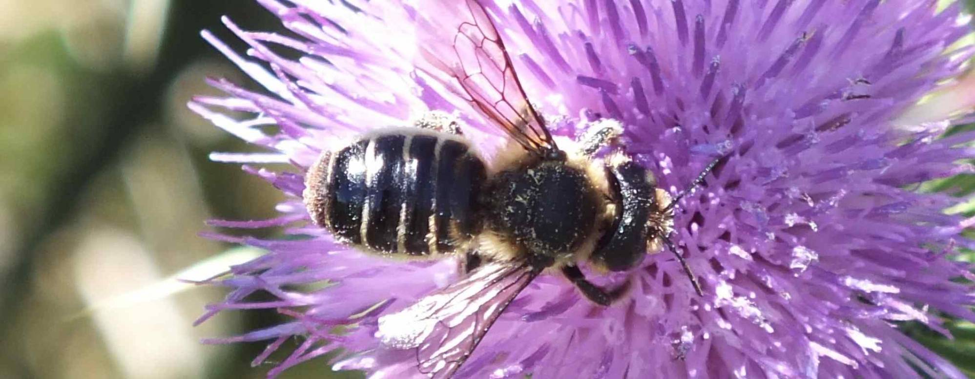 Lithurgus cornutus femelle © Remi-Rudelle