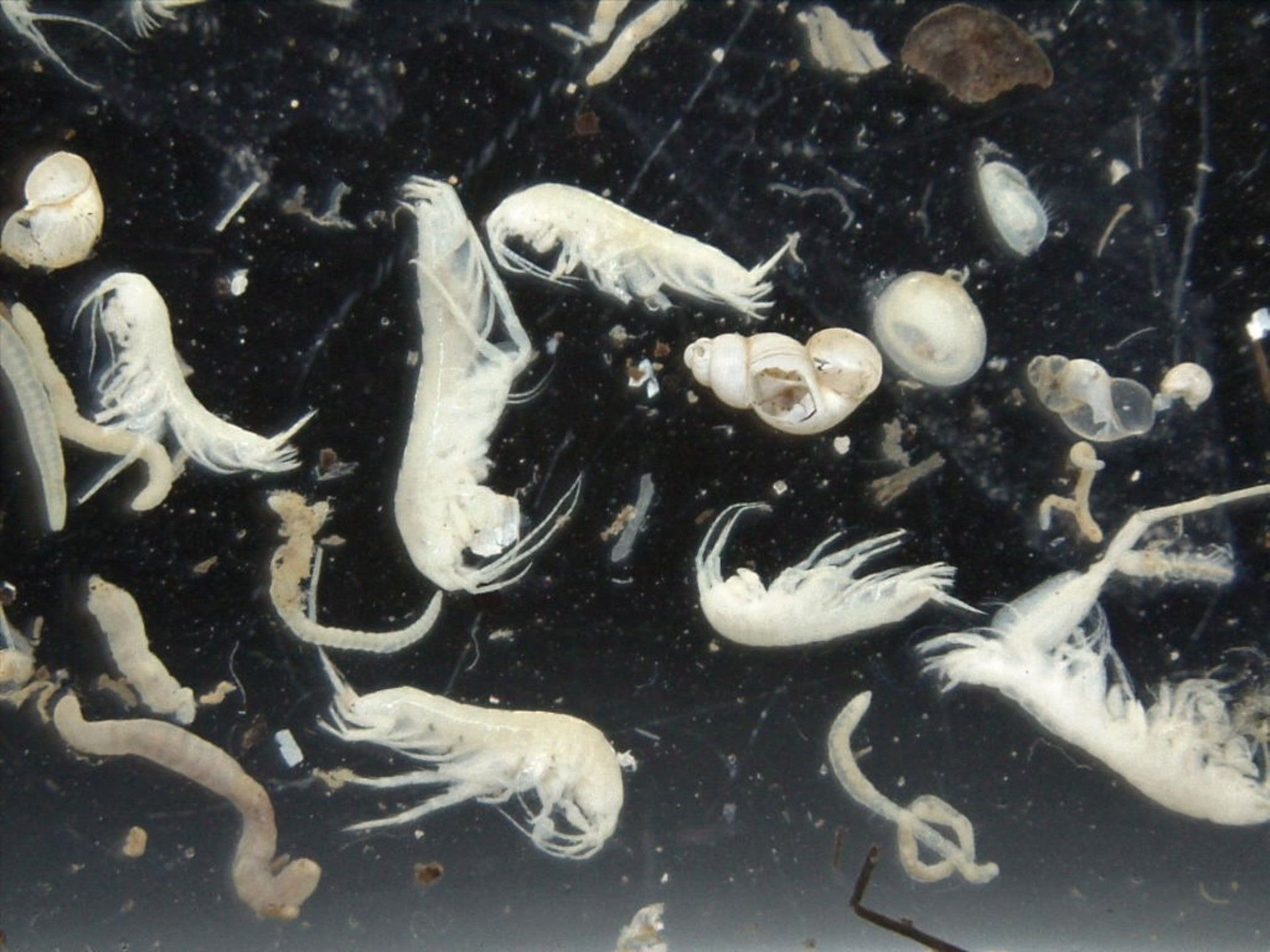 petits invertebrés sans pigmentation des milieux intersticiels aquatiques