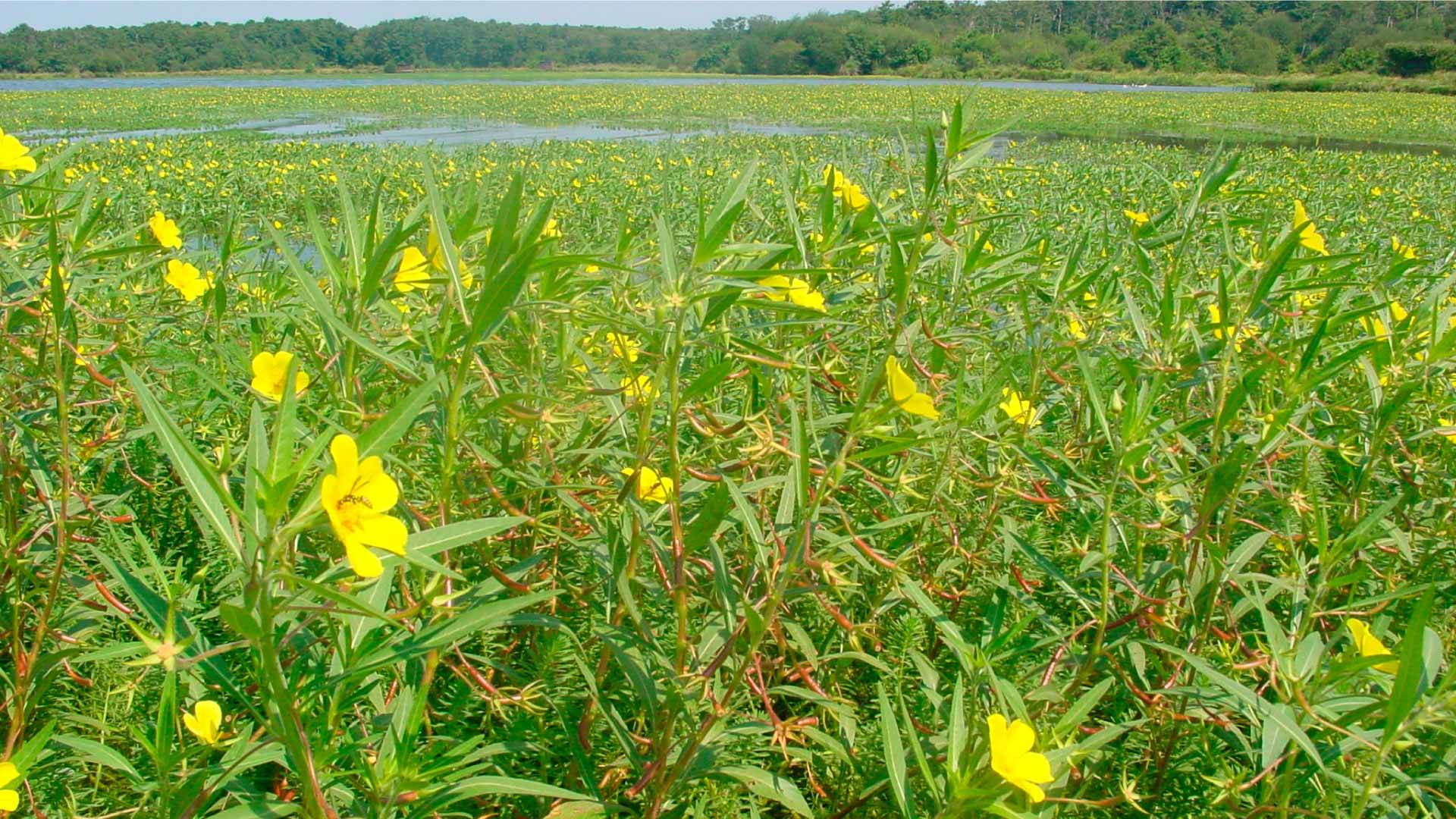 Lac envahi par de la Jussie