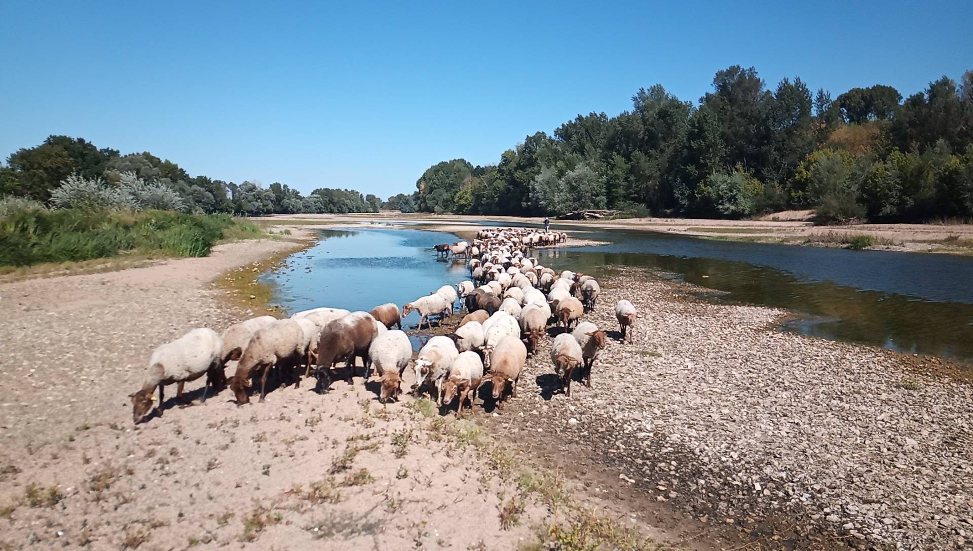moutons paturant en bord de Loire @:C. Chapelier