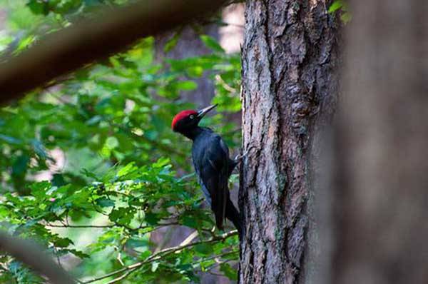 Photo d'oiseau