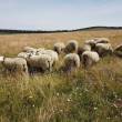 Les prairies diversifiées sont potentiellement capables de mieux résister aux sécheresses et de mieux exploiter les pluies d’automne que des prairies pauvres en espèces