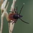 Ixodes ricinus sur épi @bernard Chauvet