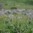 Tarier des prés dans une prairie de renouée bistorte et gentiane jaune @luc Barbaro