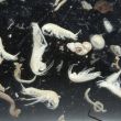 petits invertebrés sans pigmentation des milieux intersticiels aquatiques