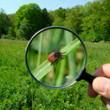 prairie en limite de forêt avec une tique vue sous une loupe