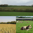 Diversité des couverts agricoles en systèmes de polyculture-élevage et haies bocagères à différentes échelles