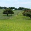 photo champ avec des arbres