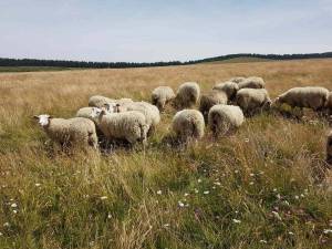 Les prairies diversifiées sont potentiellement capables de mieux résister aux sécheresses et de mieux exploiter les pluies d’automne que des prairies pauvres en espèces