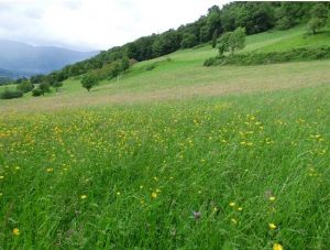 prairies permanentes dans le Parc National des Pyrénées