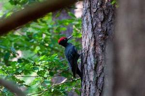 Photo d'oiseau