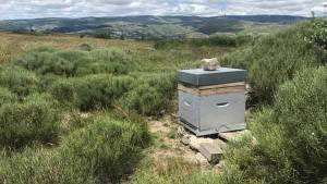 Les abeilles de cette ruche butinent les ressources florales de paysages façonnés par l'élevage pastoral (Mont Lozère, Parc National des Cévennes)