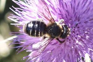 Lithurgus cornutus femelle
