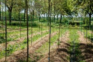 photo METAGROFORESTRY