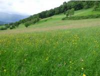 prairies permanentes dans le Parc National des Pyrénées