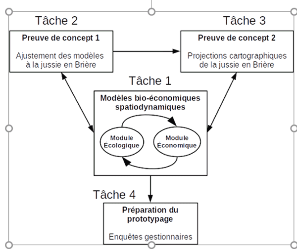 Organisation de SPABIO. La tâche 1 consiste à co-construire les modèles bioéconomiques théoriques avec les gestionnaires. Les tâches 2 et 3 déclinent la preuve de l’applicabilité des modèles (preuve de concept) en prenant pour cas d’étude la jussie dans le PNR de Brière. La tâche 4 prépare les extensions des modèles à d’autres cadres d’application (prototypage) via des enquêtes auprès des gestionnaires à l’échelle nationale.